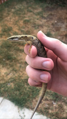 Elgaria multicarinata