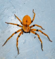 Olios simoni