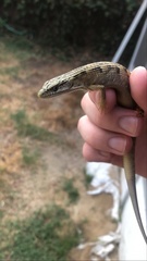 Elgaria multicarinata