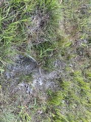 Eleocharis montevidensis