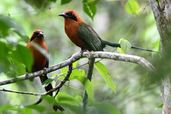 Baryphthengus martii