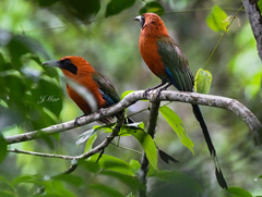 Baryphthengus martii