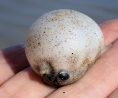 Contusus brevicaudus