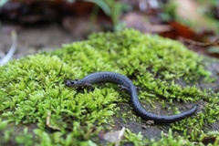 Plethodon electromorphus