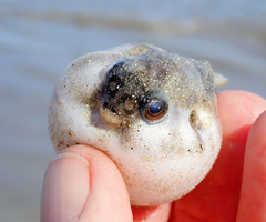 Contusus brevicaudus