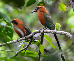 Baryphthengus martii