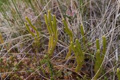 Lycopodioideae