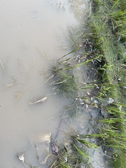 Eleocharis montevidensis