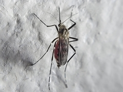 Aedes zoosophus