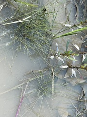 Eleocharis montevidensis