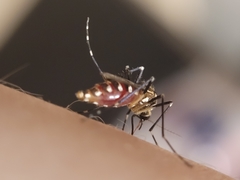 Aedes zoosophus