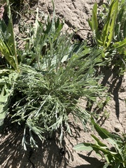 Artemisia tripartita