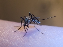 Aedes zoosophus