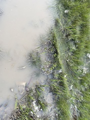 Eleocharis montevidensis