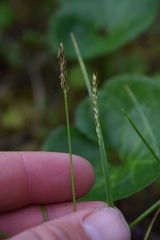 Carex anthoxanthea
