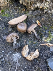 Lyophyllum anthracophilum