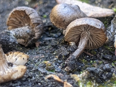 Lyophyllum anthracophilum