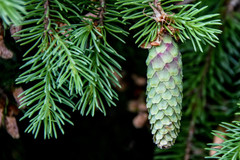 Picea abies