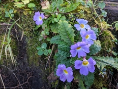 Primula boothii
