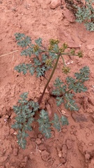 Cymopterus purpureus