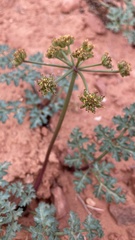 Cymopterus purpureus