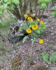 Balsamorhiza sagittata
