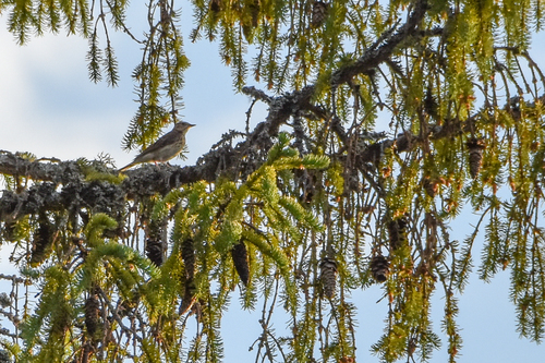Tree Pipit (Anthus trivialis), photo 4