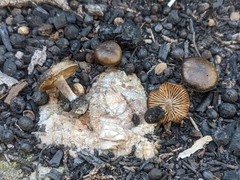 Lyophyllum anthracophilum