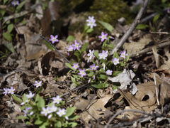Claytonia caroliniana