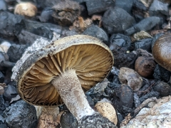 Lyophyllum anthracophilum