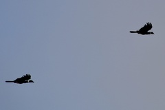 Anorrhinus galeritus