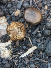 Lyophyllum anthracophilum