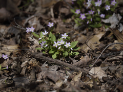 Claytonia caroliniana