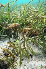 Stigmatopora narinosa