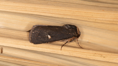 Proteuxoa testaceicollis