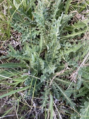Cirsium brevifolium