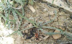 Pseudopodospermum molle