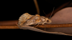 Plusiodonta arctipennis