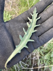 Cirsium brevifolium