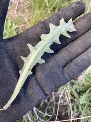 Cirsium brevifolium