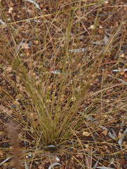 Aristida holathera