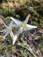Erythronium citrinum