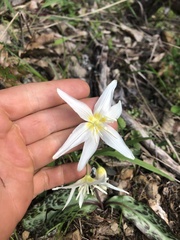 Erythronium citrinum
