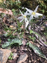 Erythronium citrinum