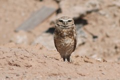 Athene cunicularia