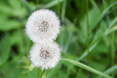 Taraxacum officinale