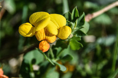 Lotus corniculatus