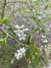 Prunus mahaleb