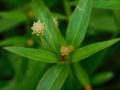 Alternanthera flavescens