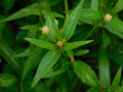Alternanthera flavescens